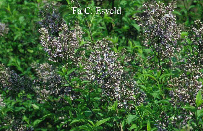Syringa chinensis