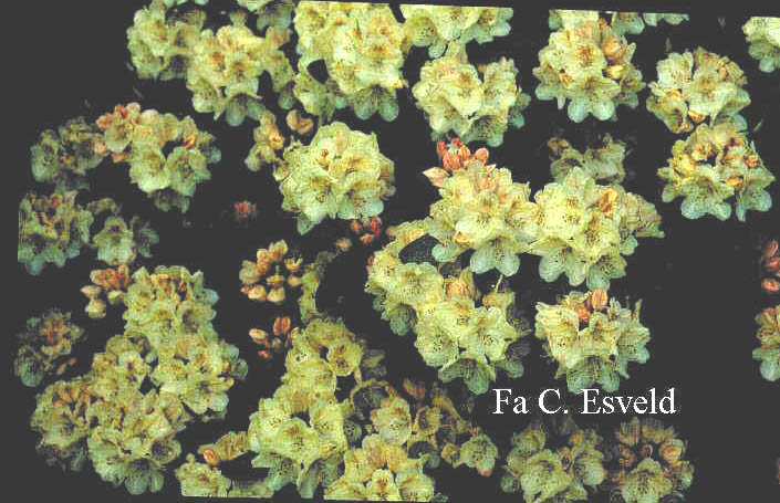 Rhododendron 'Festivo'