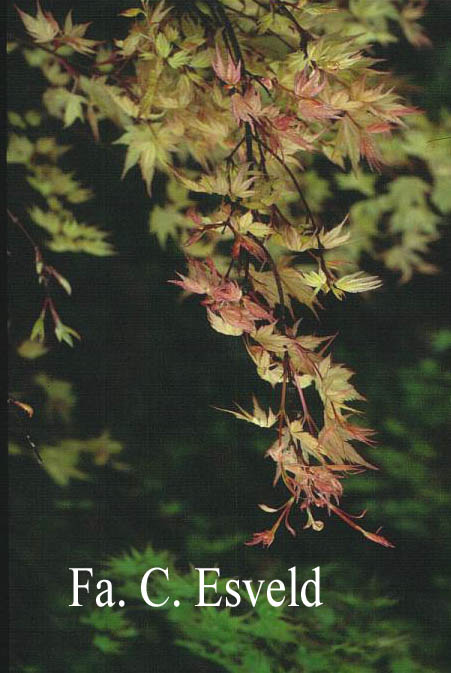 Acer palmatum 'Coral Pink'