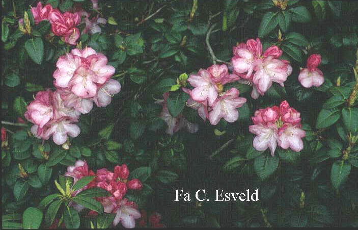 Rhododendron 'Stadt Essen' (6298)