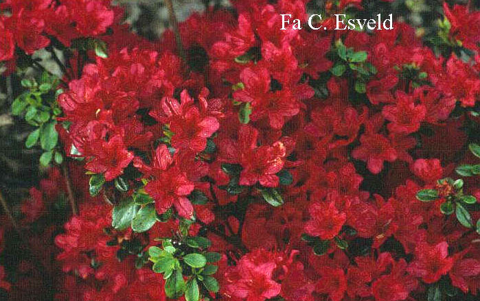 Azalea 'Hino Crimson'