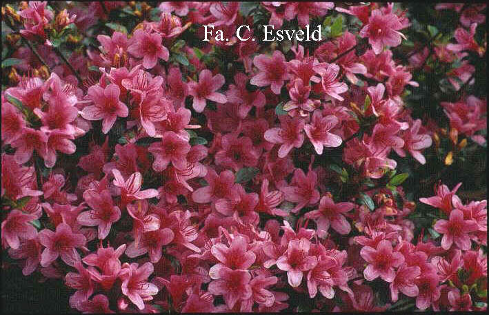 Azalea 'Silvester'