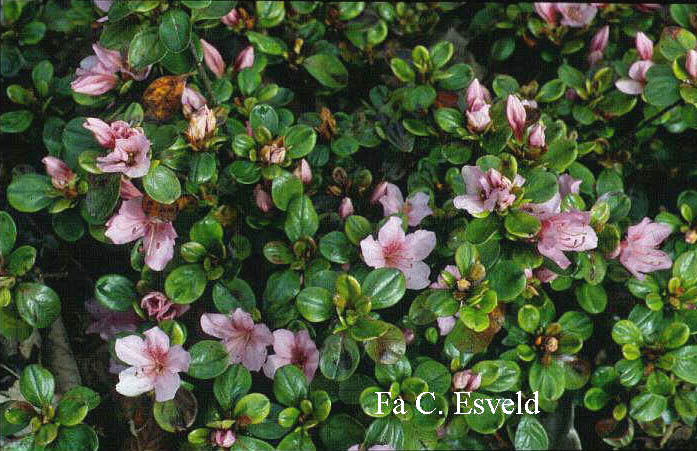 Azalea 'Esmeralda'