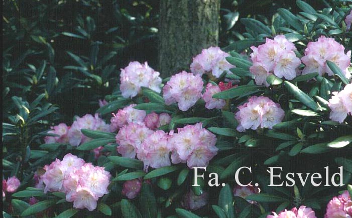 Rhododendron 'Ken Janeck'