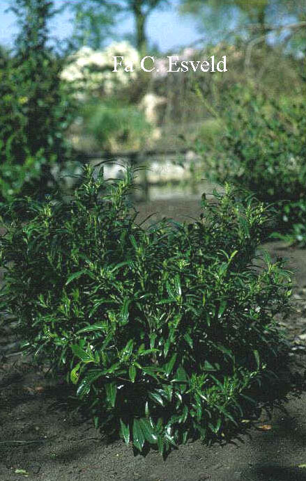 Prunus laurocerasus 'Miky'