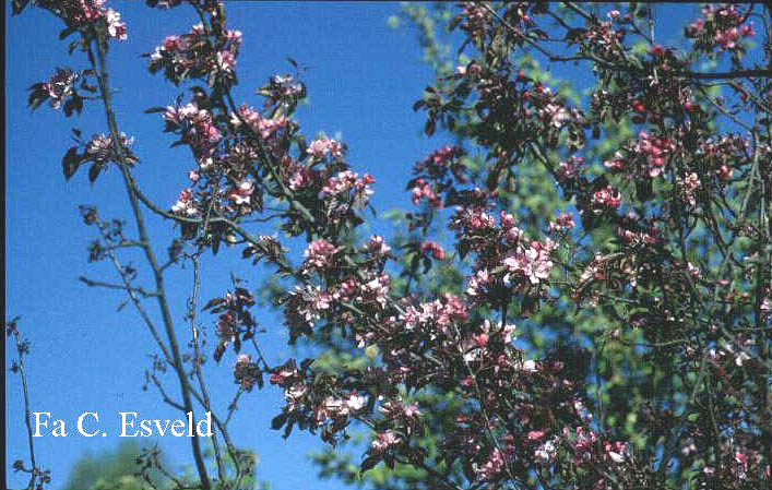 Malus 'Rudolph'