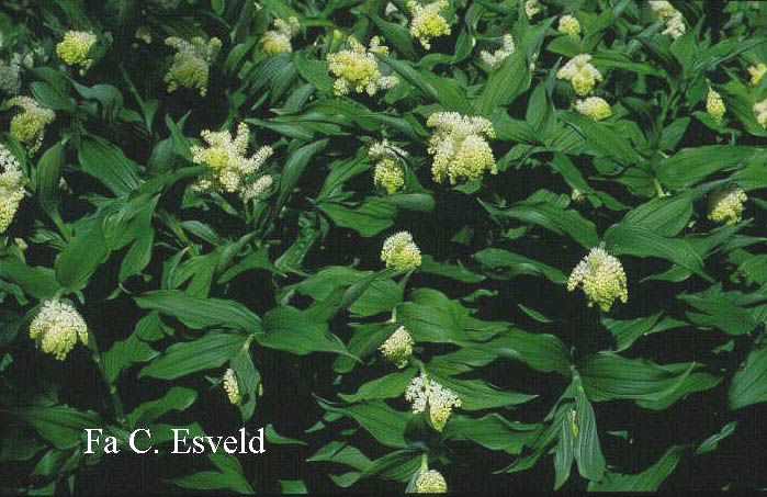 Smilacina racemosa