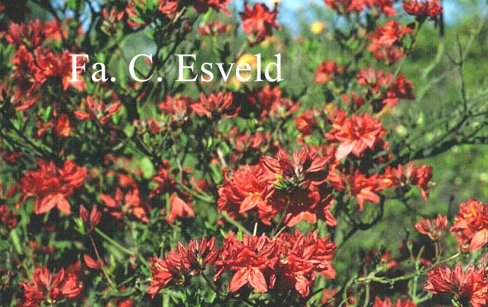 Azalea 'Radiant'