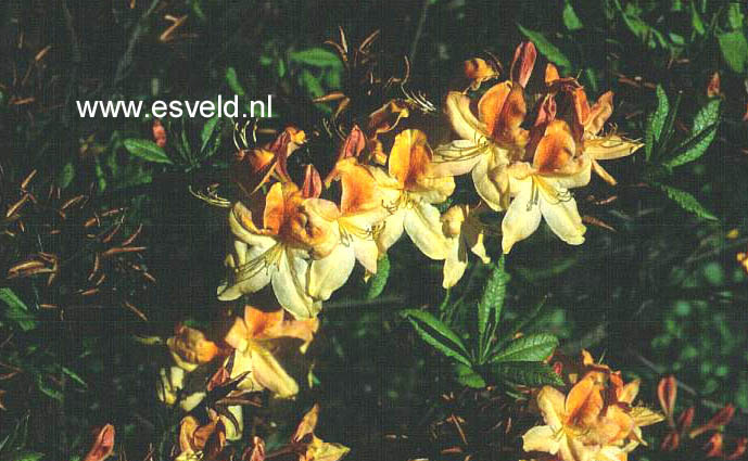 Azalea 'Golden Flare'