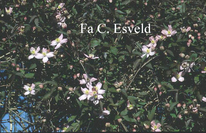 Clematis 'Fragrant Spring'