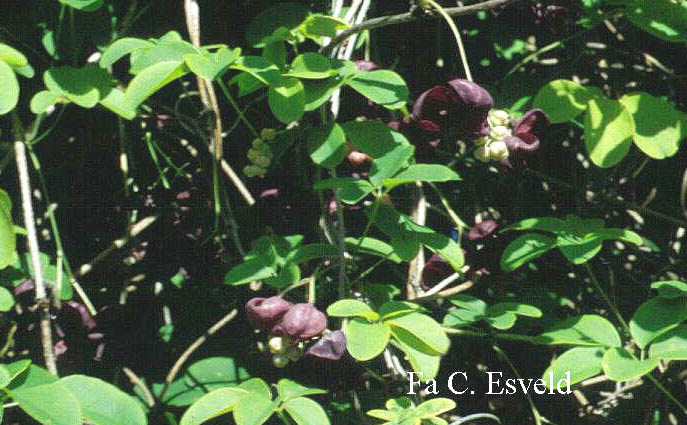 Akebia quinata