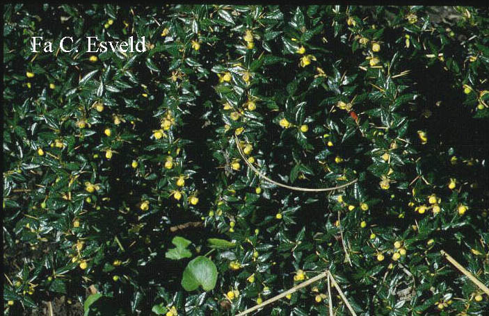 Berberis frikartii 'Telstar'