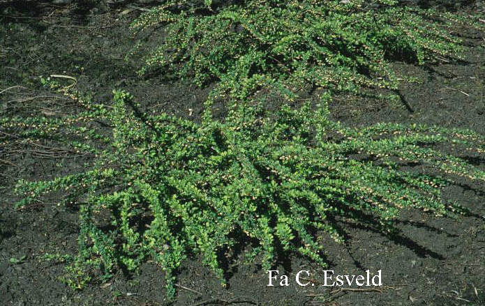 Berberis thunbergii 'Green Carpet'