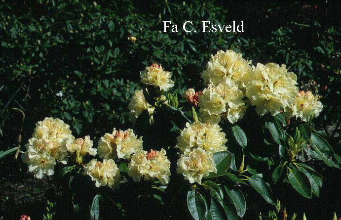 Rhododendron 'Elsie Straver'