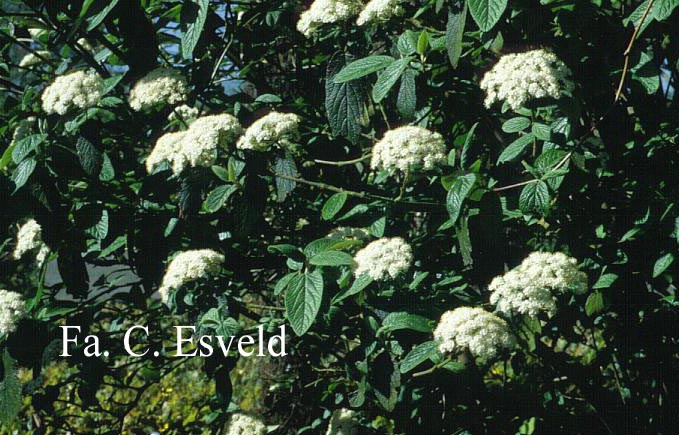 Viburnum rhytidophylloides 'Alleghany'