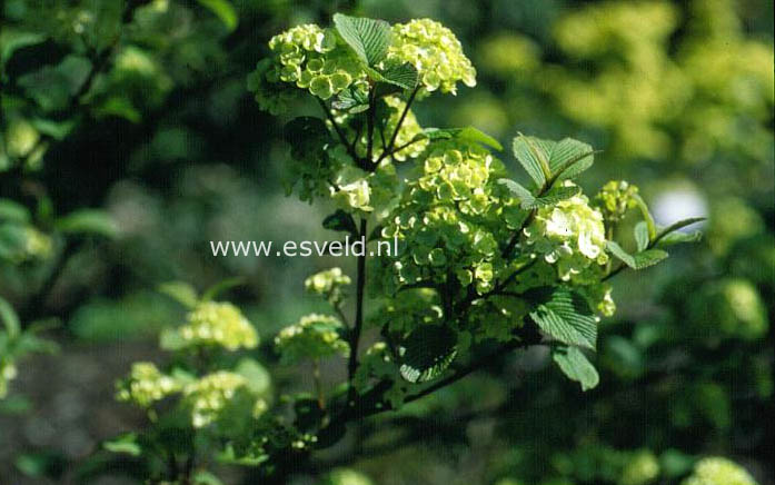 Viburnum plicatum 'Tennessee'