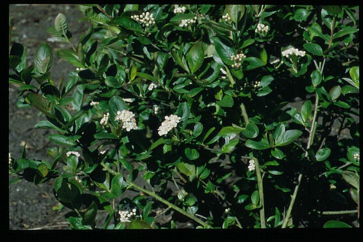 Aronia prunifolia 'Serina'