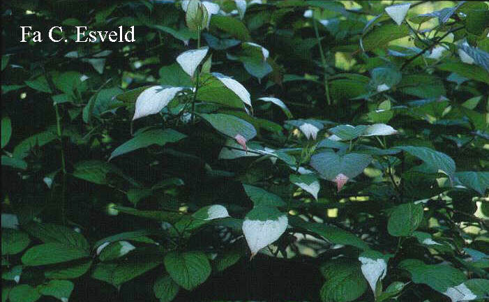 Actinidia kolomikta