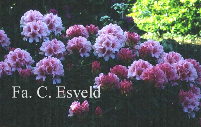 Rhododendron 'Hydon Dawn'