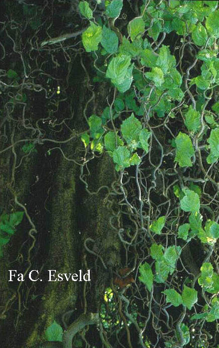 Corylus avellana 'Contorta'