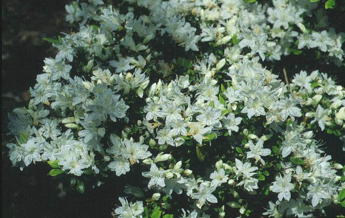 Azalea 'Kure no yuki'