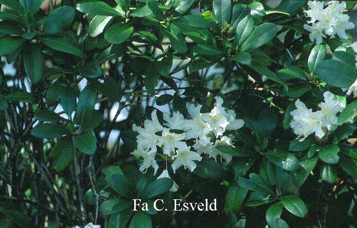 Rhododendron 'Cunningham's White'