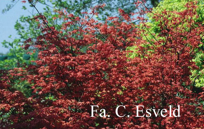 Acer palmatum 'Beni maiko'