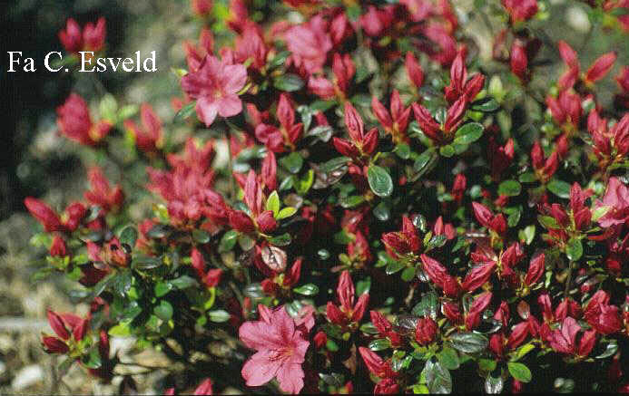 Azalea 'Excelsior'