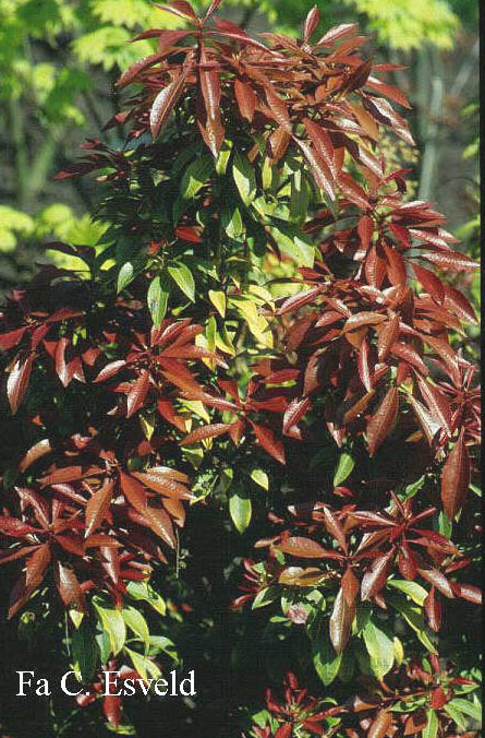 Pieris japonica 'Mountain Fire'