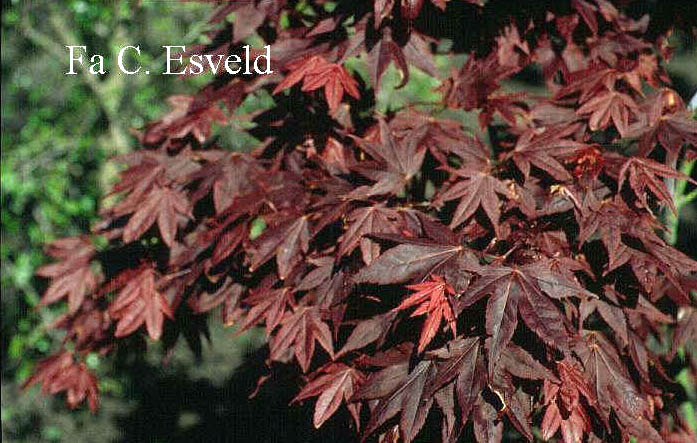 Acer palmatum 'Ko murasaki'