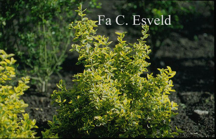 Euonymus fortunei 'Emerald & Gold'