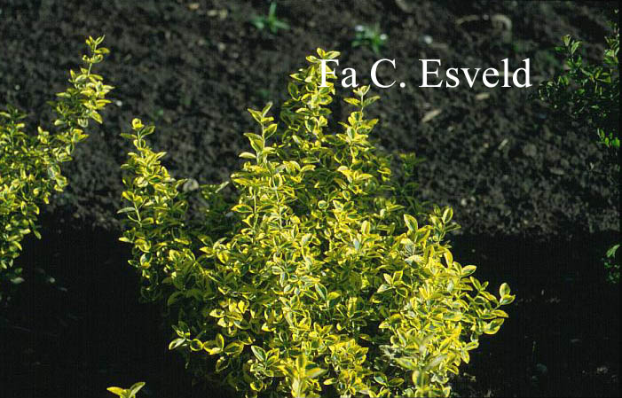 Euonymus fortunei 'Emerald & Gold'