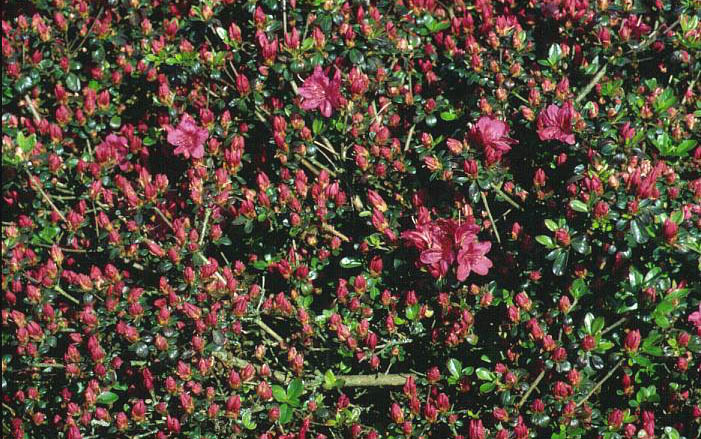 Azalea 'Rubinetta'