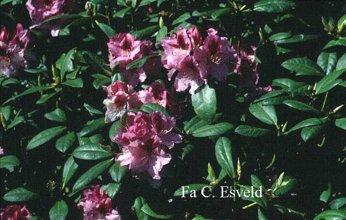 Rhododendron 'Diadem'