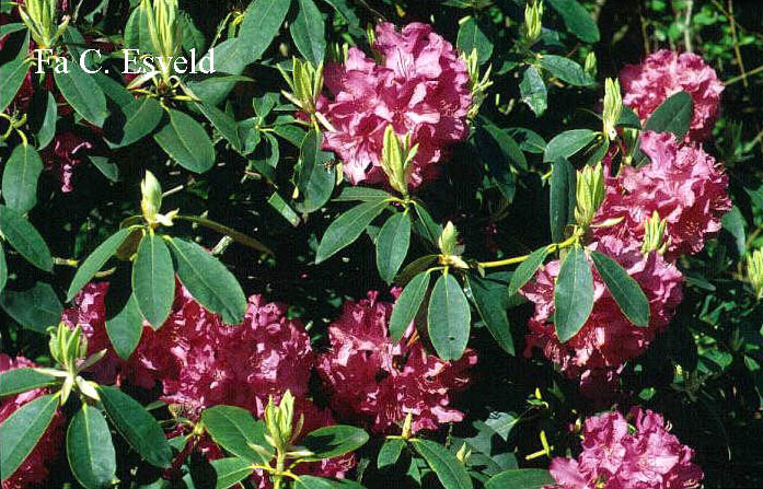 Rhododendron 'Cynthia'