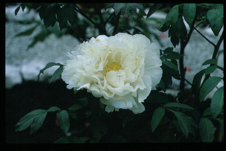 Paeonia suffruticosa 'Hakuo jishi'
