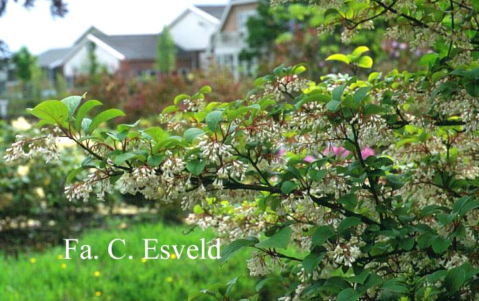 Viburnum erubescens gracilipes