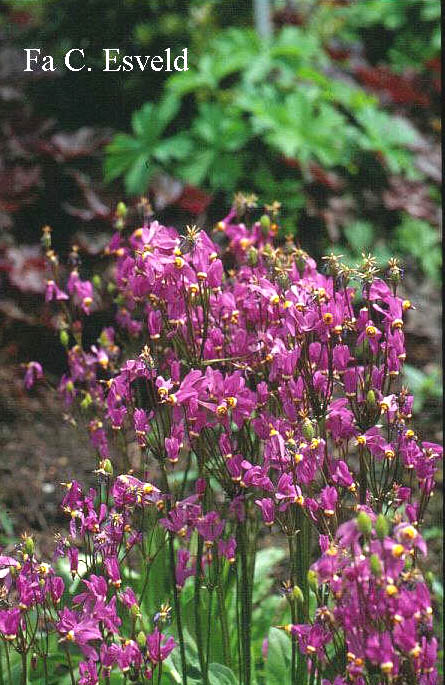 Dodecatheon meadia