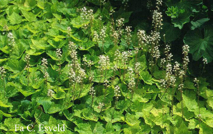 Tiarella cordifolia