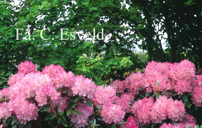 Rhododendron 'Marlis'