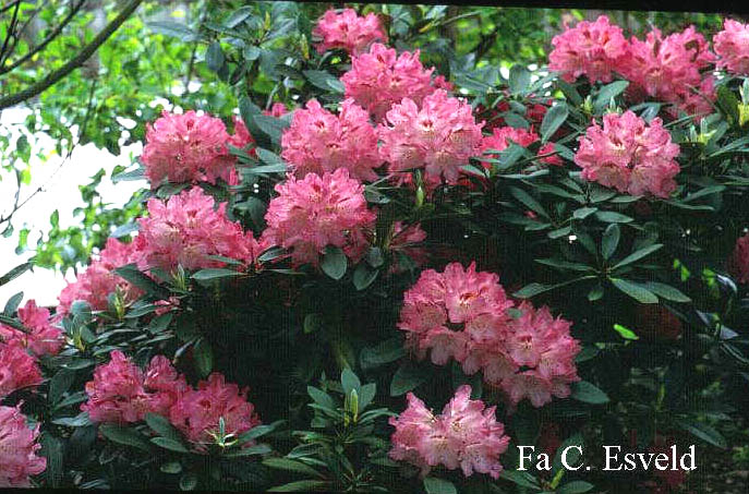 Rhododendron 'Sneezy'
