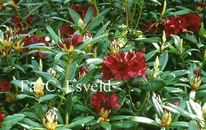 Rhododendron 'Black Sport'