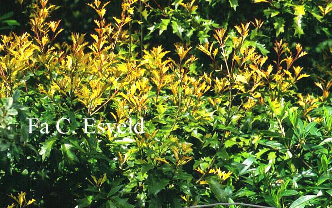 Osmanthus heterophyllus 'Ogon'