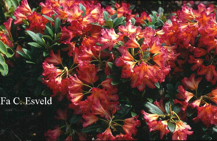 Rhododendron 'Golden Gate'