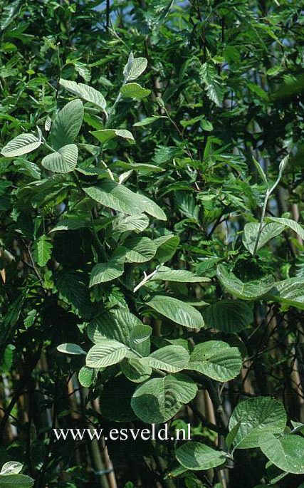 Sorbus thibetica 'John Mitchell'