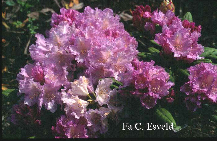 Rhododendron 'Caroline Allbrook'