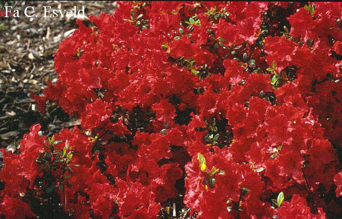 Azalea 'Ageeth'