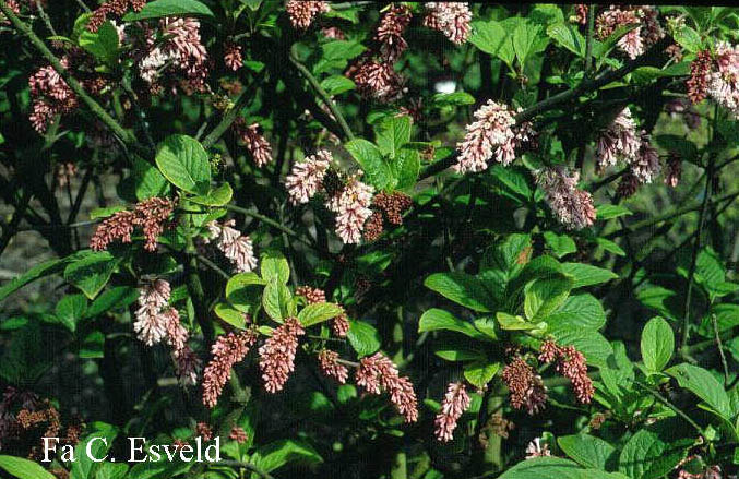 Syringa komarowii subsp. reflexa