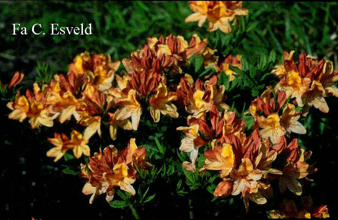 Azalea 'Lemonora'