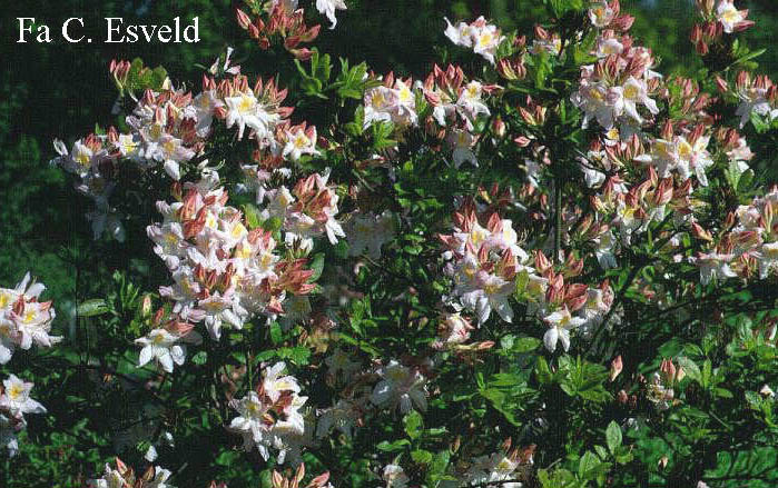 Azalea 'Sylphides'